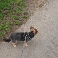 Image 13 of Four Paws Pet Services