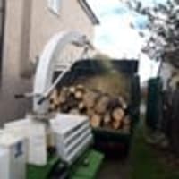 Image 13 of Special Branch Tree & Stump Removal