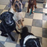 Image 18 of Four Paws Pet Services