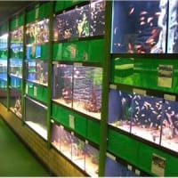 The Waterzoo, Peterborough | Aquarium & Pond Supplies - Yell