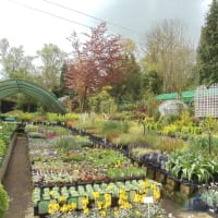 Hillcrest Nurseries, Brentwood | Garden Centres - Yell