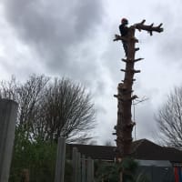 Image 46 of Special Branch Tree & Stump Removal