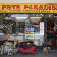 nearest pet shops