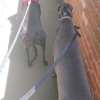 Image 38 of Four Paws Pet Services