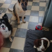 Image 24 of Four Paws Pet Services