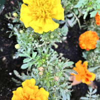 Image 54 of House & Home Sitters Ltd