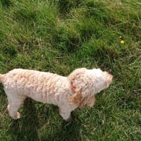 Image 41 of Four Paws Pet Services