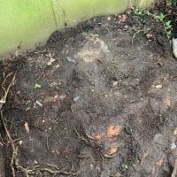 Image 48 of Special Branch Tree & Stump Removal