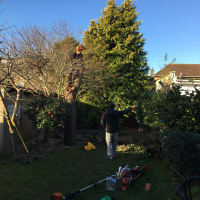 Image 40 of Special Branch Tree & Stump Removal