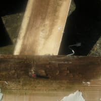 Rotten floorboards due to rising damp