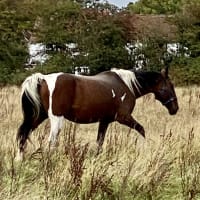 Image 28 of House & Home Sitters Ltd