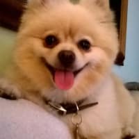 the groom room dover