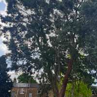 Image 35 of Trees R Us