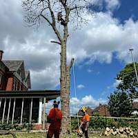 Image 14 of Tree Wise Men (NE) Ltd