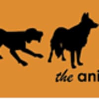 The Animal Rescue Charity, Bishop's Stortford | Charitable & Voluntary