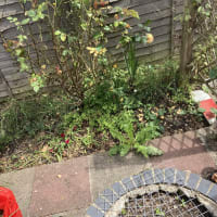 Image 21 of SJE Window Cleaning & Maintenance