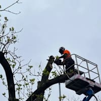 Image 37 of Tree Wise Men (NE) Ltd