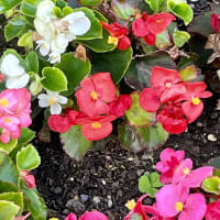 Image 53 of House & Home Sitters Ltd