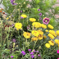 Image 65 of House & Home Sitters Ltd