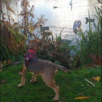 Image 11 of Canine Wild Walks