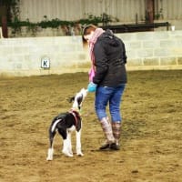 Image 7 of Canine Wild Walks