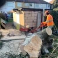 Image 5 of Special Branch Tree & Stump Removal