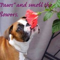 mutts cuts mobile dog grooming