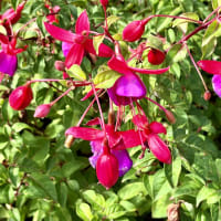 Image 59 of House & Home Sitters Ltd