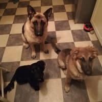 Image of Four Paws Pet Services