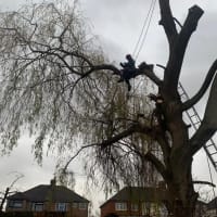 Image 26 of Special Branch Tree & Stump Removal