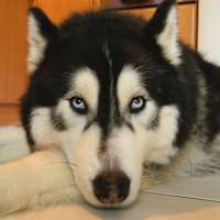 doggy daycare solent