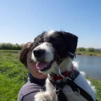 Image 5 of Canine Wild Walks