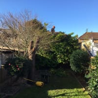 Image 44 of Special Branch Tree & Stump Removal