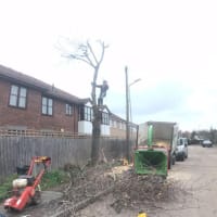 Image 29 of Special Branch Tree & Stump Removal