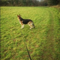 Briggan Farm Boarding Kennels, Redruth | Boarding Kennels - Yell