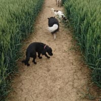 Image 27 of Four Paws Pet Services