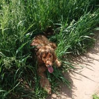 Image 34 of Four Paws Pet Services