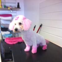 Laura's Dog grooming services Ilfracombe