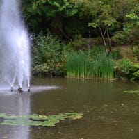 Image 8 of Aquavision Water Garden Services