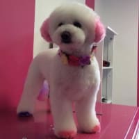 Top Amys Dog Grooming  The ultimate guide 