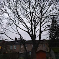 Image 22 of Trees R Us