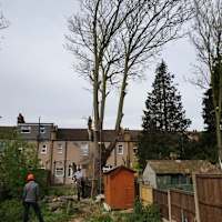 Image 23 of Trees R Us