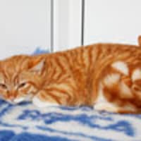 kingston maurward cats