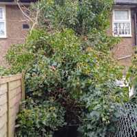 Image 42 of Trees R Us