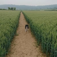 Image 29 of Four Paws Pet Services