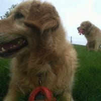 stainthwaite kennels