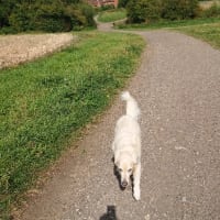 Image 47 of Four Paws Pet Services