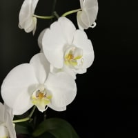 Image 46 of House & Home Sitters Ltd