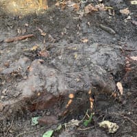Image 49 of Special Branch Tree & Stump Removal