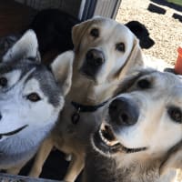 rosie's place dog daycare